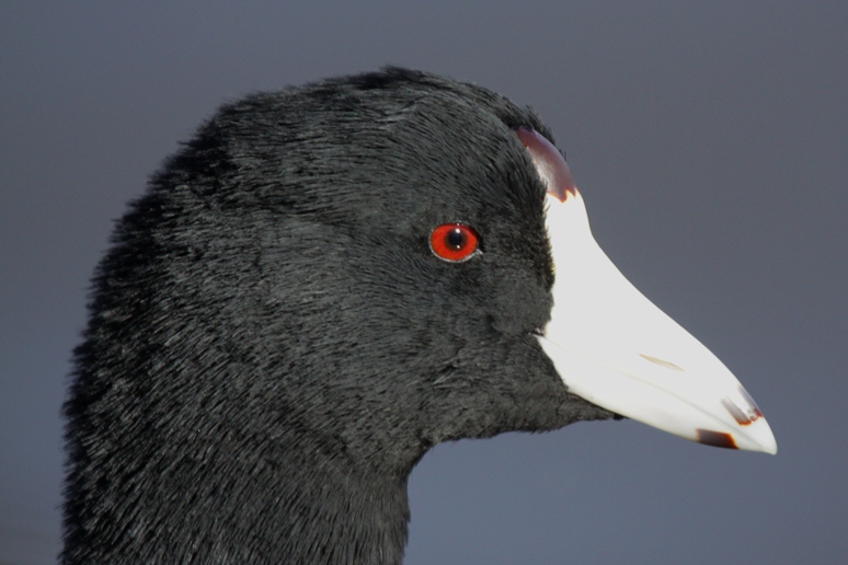 baylands